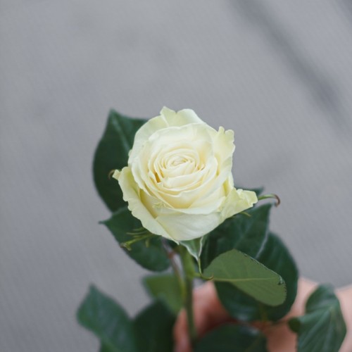 Роза Mondial 50 см