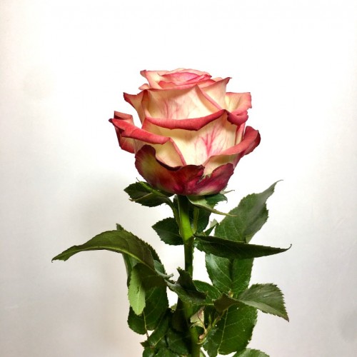 Роза Paloma 60 см