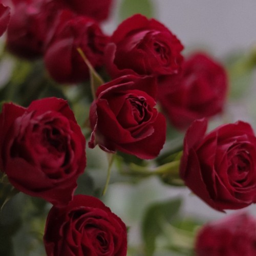 Роза пионовидная Ruby Bijoux 60 см