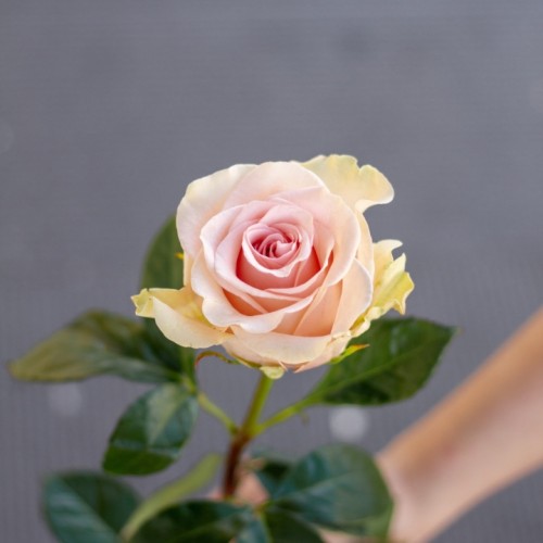 Роза Frutteto 60 см