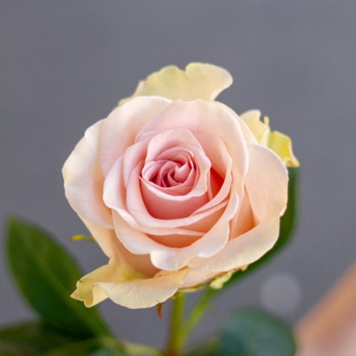 Роза Frutteto 80 см
