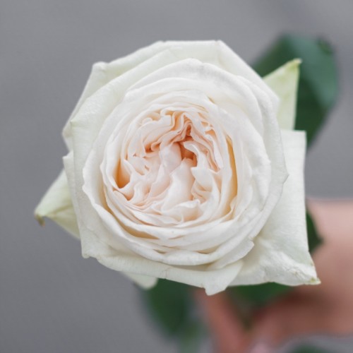 Роза White Ohara (60 см.)