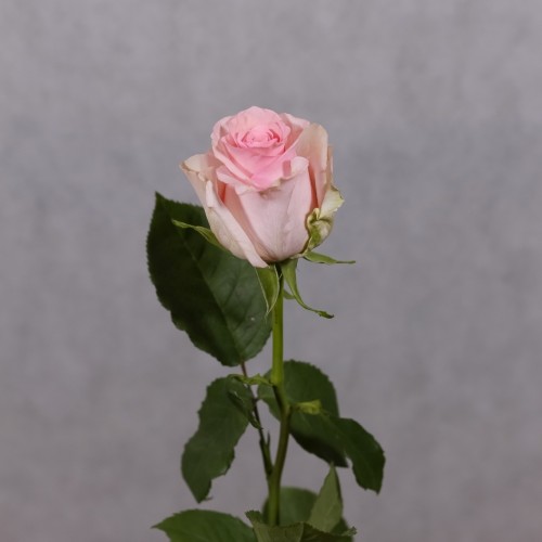 Роза Nena 60 см