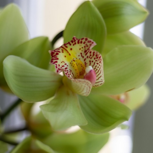 Орхидея Cimbidium зеленая