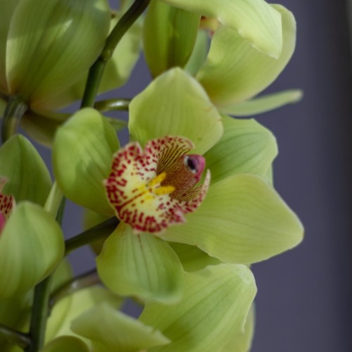 Орхидея Cimbidium зеленая