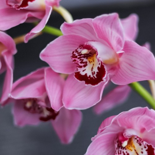 Орхидея Cymbidium розовая