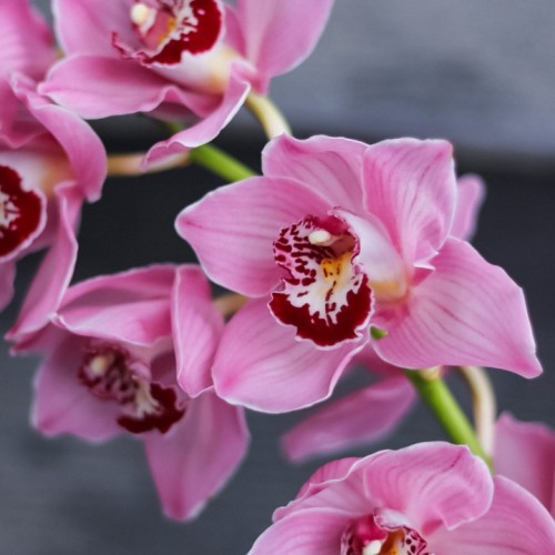 Орхидея Cymbidium розовая