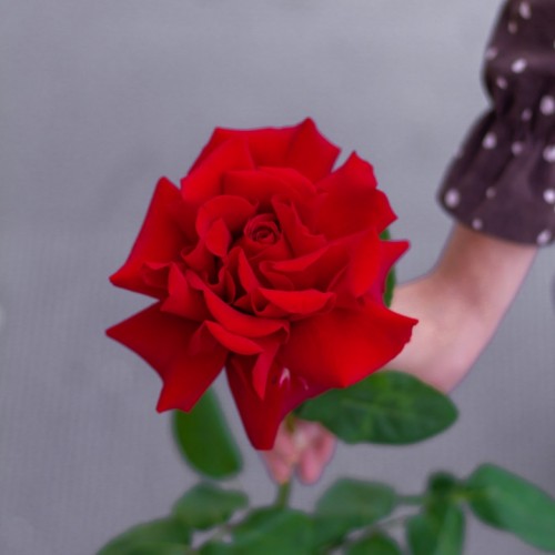 Роза французская Bordo