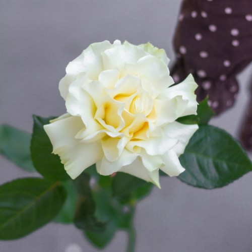 Роза французкая White