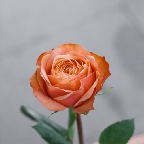 Роза Kahala 60 см