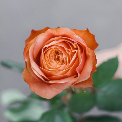 Роза Kahala 60 см