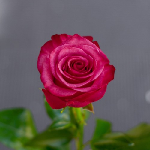 Роза Takazzi