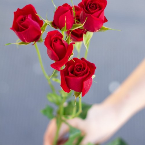 Роза кустовая Red Mikado