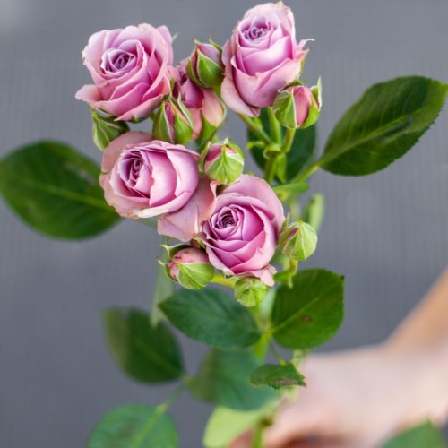 Роза кустовая Lavender Irischka