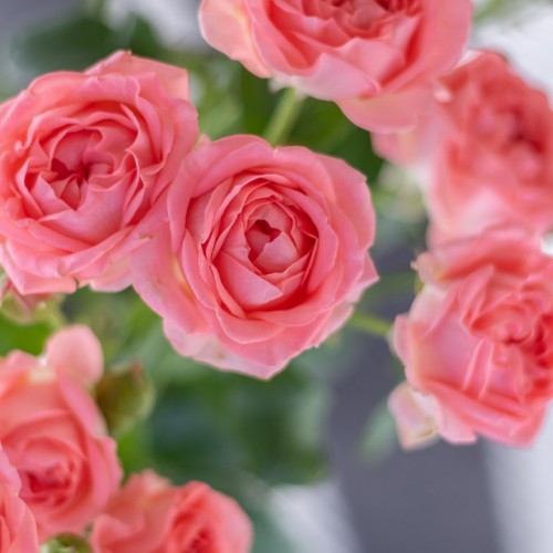 Роза кустовая Femke 60см