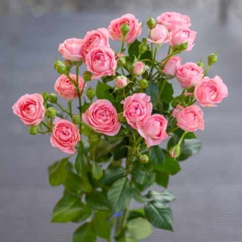 Роза кустовая Femke 60см