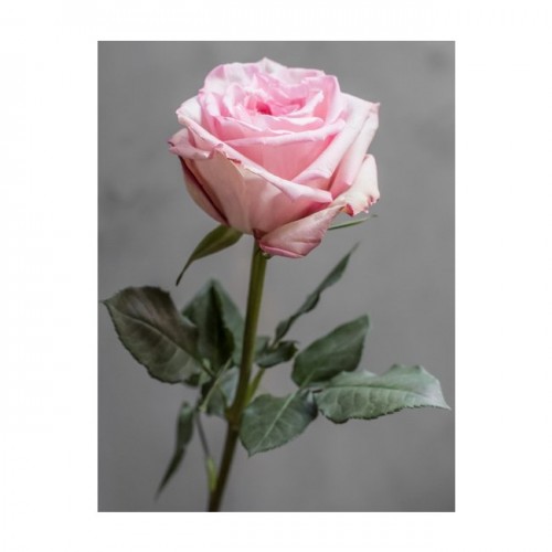 Роза Pink O*Hara 40см