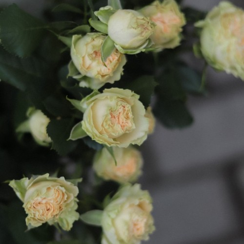 Роза пионовидная Victorian Wedding