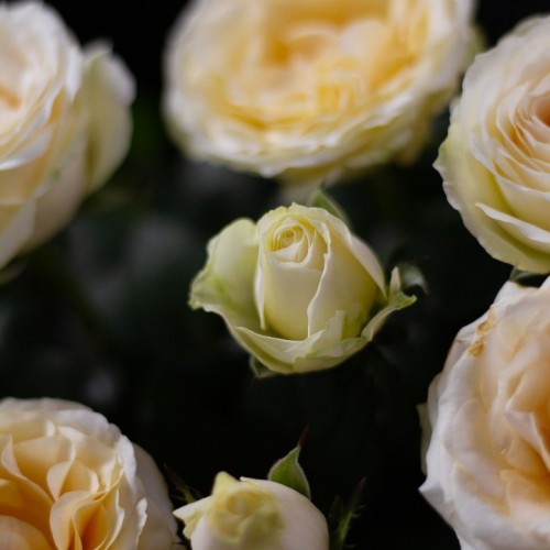 Роза Кустовая садовая