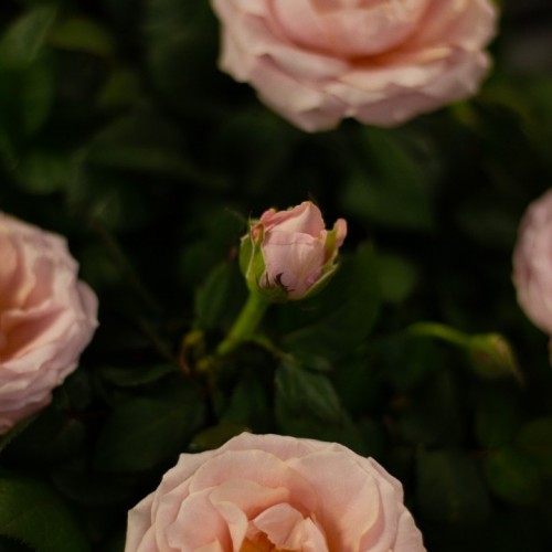 Роза Кустовая садовая