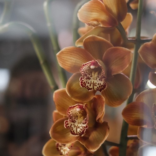 Орхидея Cymbidium Цимбидиум коричневая