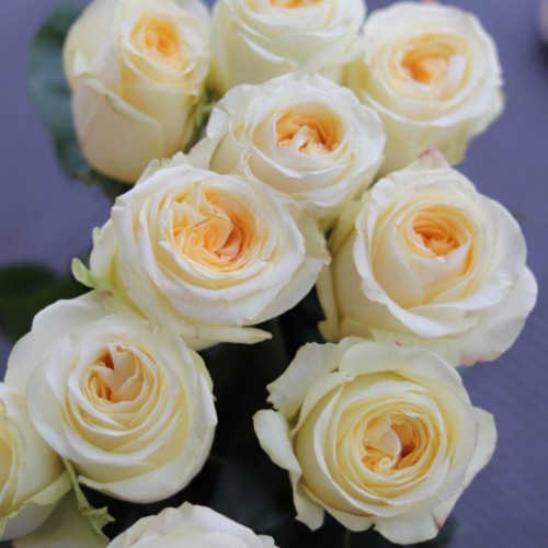 Роза пионовидная Candlelight 60 см