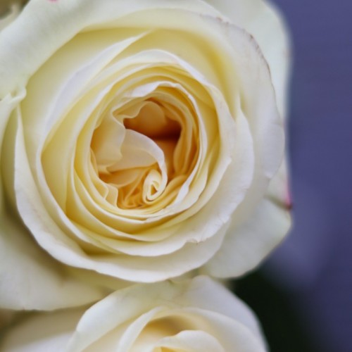 Роза пионовидная Candlelight 60 см