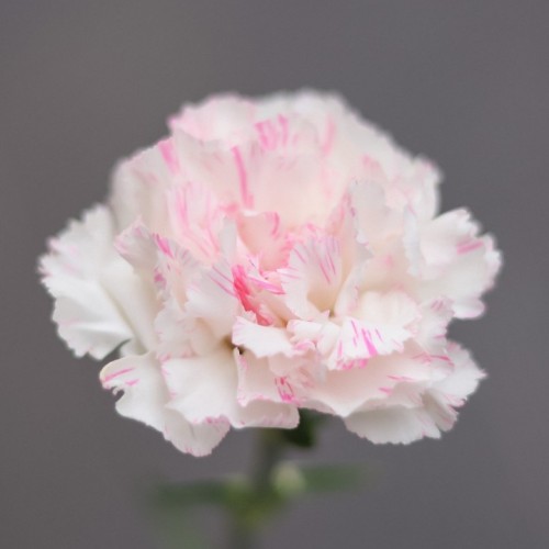 Гвоздика бело-розовая ( Dianthus )