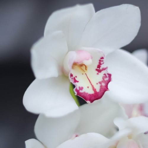 Орхидея Cymbidium белая