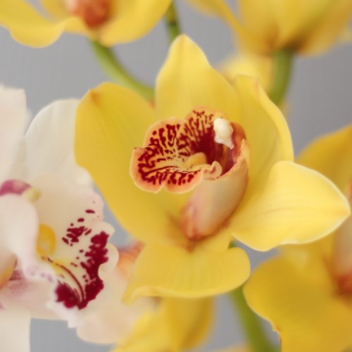 Орхидея Cymbidium желтая
