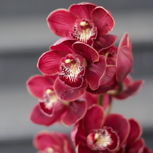 Орхидея Cymbidium Бордо