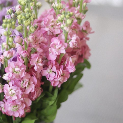 Маллиола Розовая