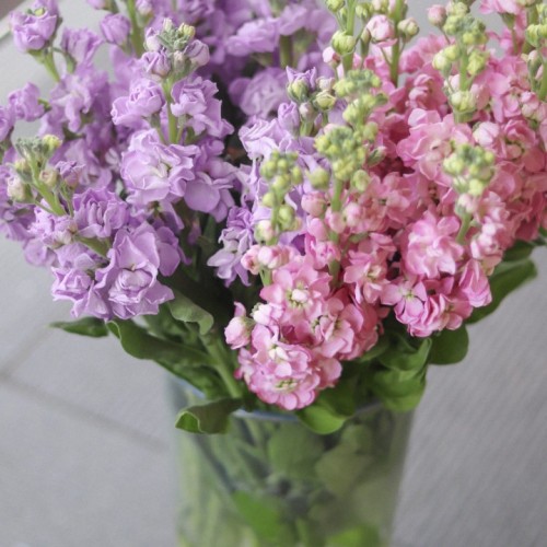 Маллиола Розовая