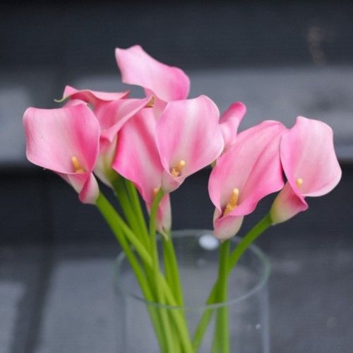 Калла розовая