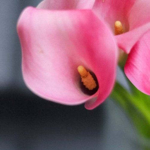 Калла розовая