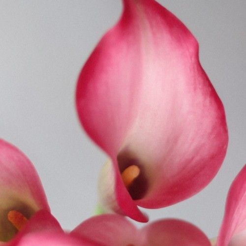 Калла розовая