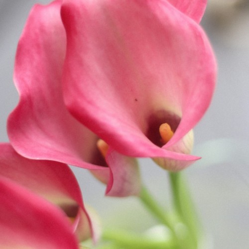 Калла розовая