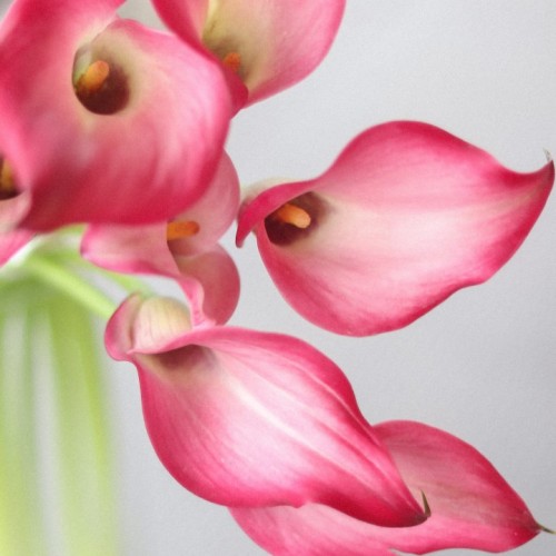 Калла розовая