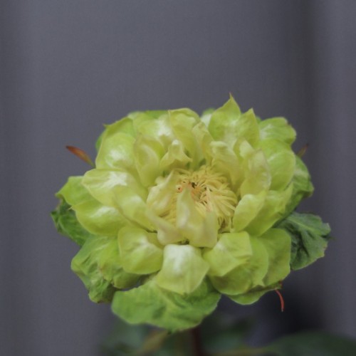 Роза VEGGIE (Вегетарианская)