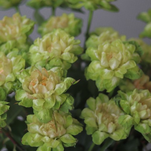 Роза VEGGIE (Вегетарианская)