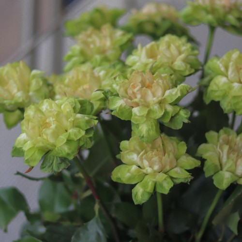 Роза VEGGIE (Вегетарианская)