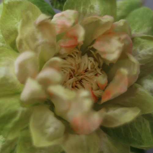 Роза VEGGIE (Вегетарианская)