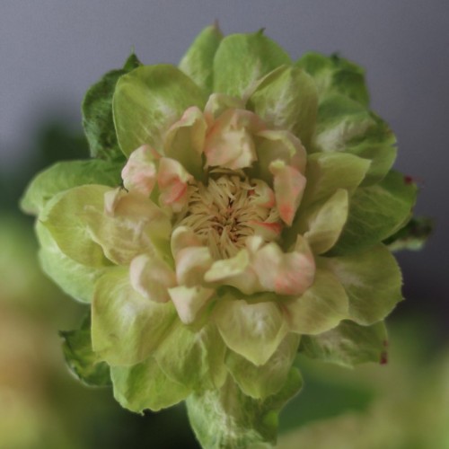 Роза VEGGIE (Вегетарианская)