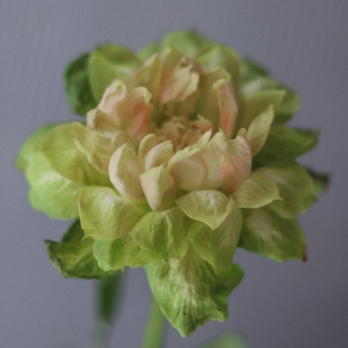 Роза VEGGIE (Вегетарианская)