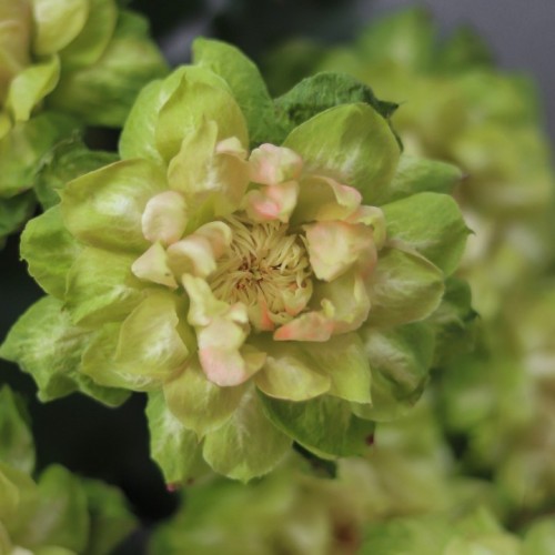 Роза VEGGIE (Вегетарианская)