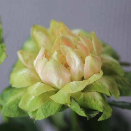 Роза VEGGIE (Вегетарианская)