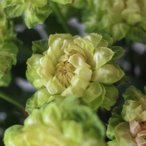 Роза VEGGIE (Вегетарианская)