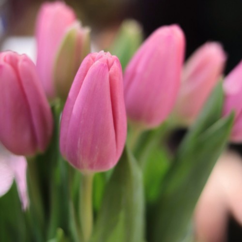 Тюльпан розовый